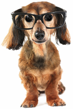 Dog With Glasses